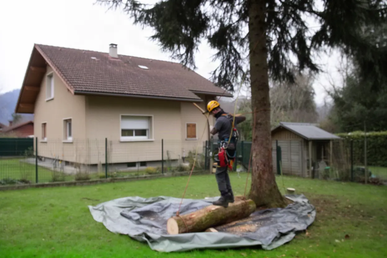 Arboriste démontant un arbre dangereux en sécurité à Annecy