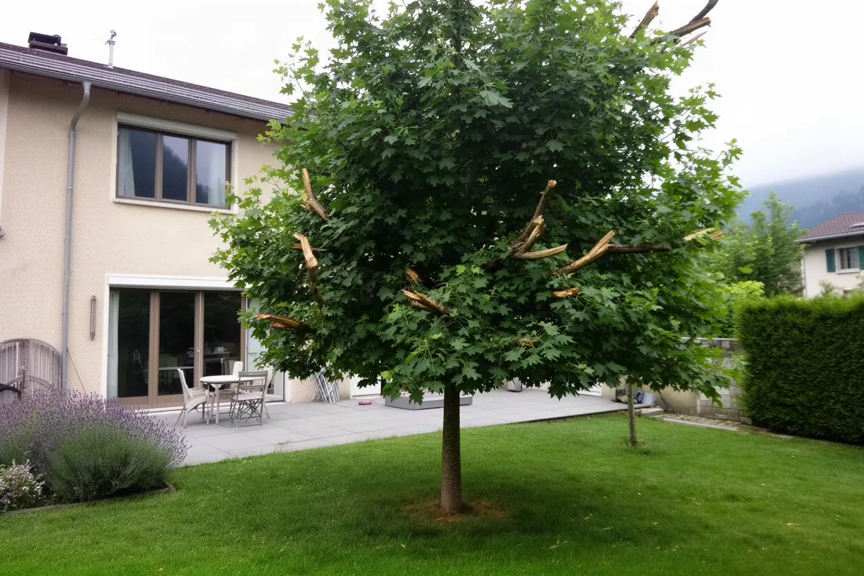 Érable dense avant élagage sur terrasse à Annecy