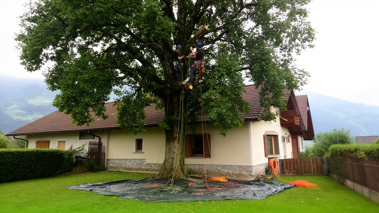 Élagage et Abattage d'arbres à Annecy : Arboriste Grimpeur
