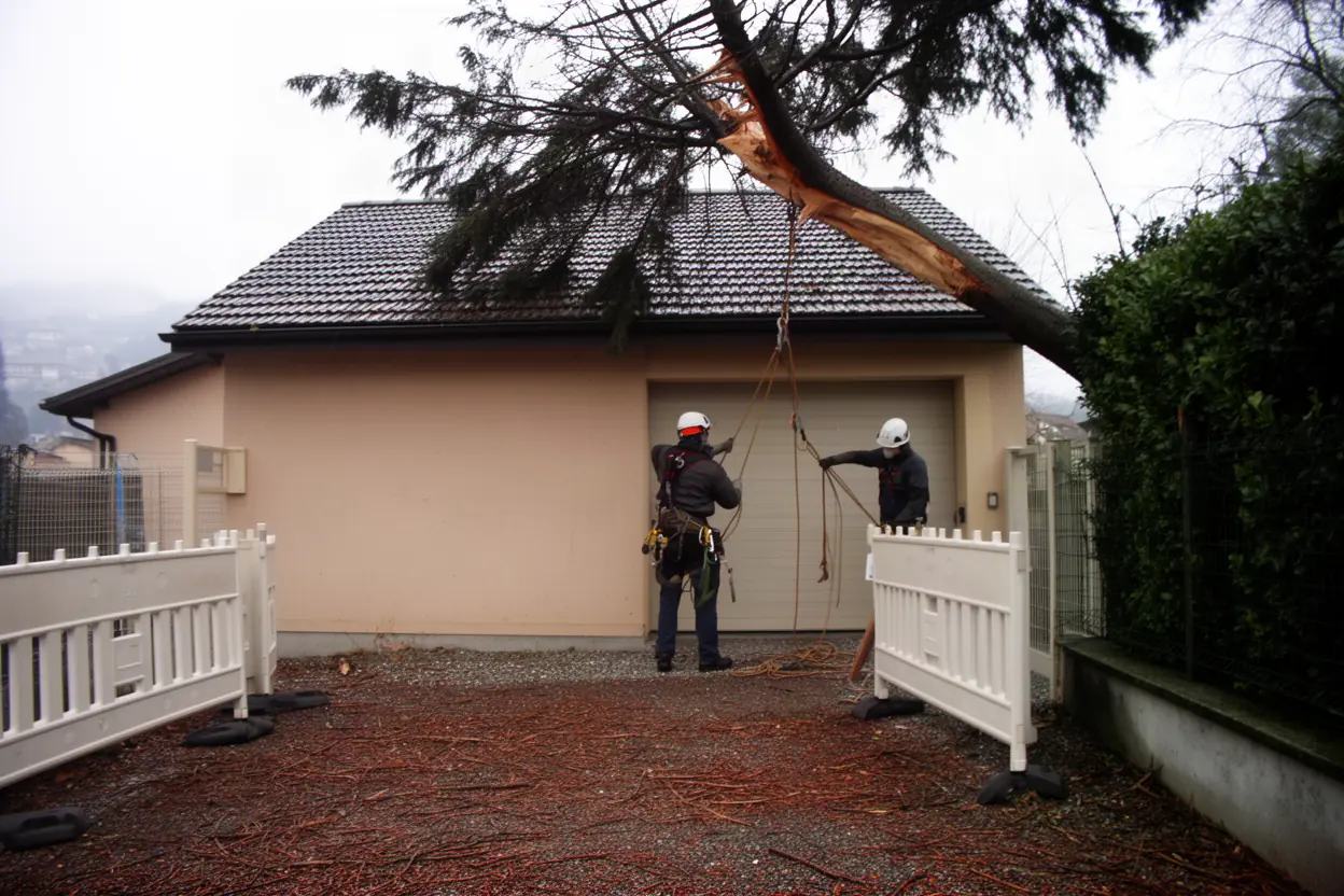 Élagueur sécurisant un arbre après tempête à Annecy